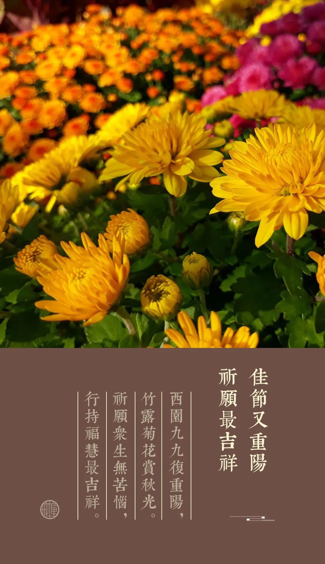 首页 法音宣流 法雨| 佳节又重阳 祈愿最吉祥 岁往月来,复农历九月